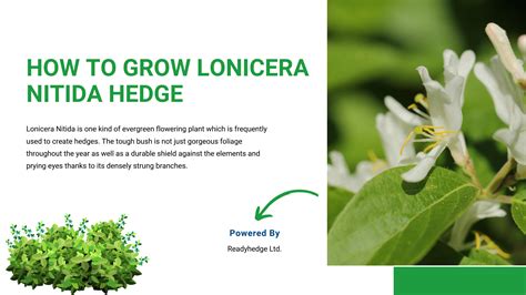 HOW TO GROW LONICERA NITIDA HEDGE? by andrewluce963 - Issuu