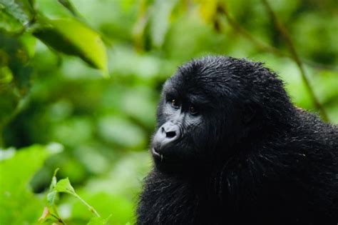 4 Days Uganda Gorilla Tour | Gorilla Trekking Experience (Bwindi Forest)