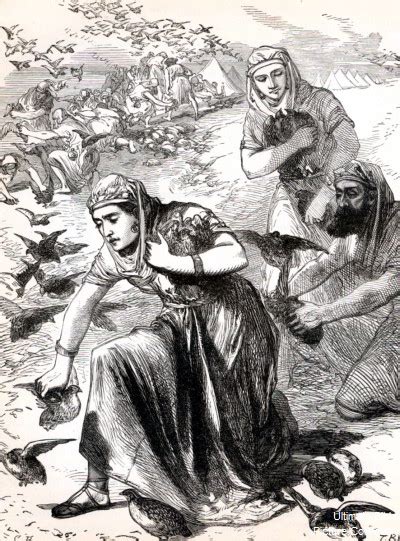 Exodus 16 Bible Pictures: Israelites gathering quail