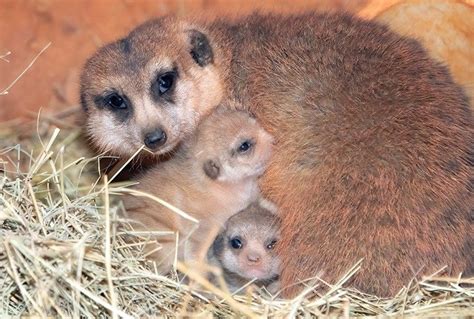 Zoo Miami Welcomes Newborn Meerkats | Baby meerkat, Meerkat, Baby animals