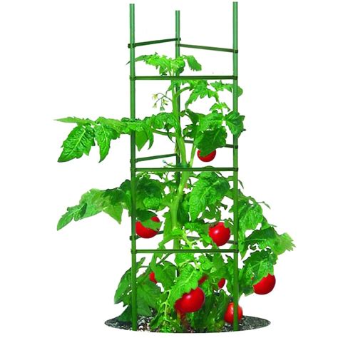 Gardener's Blue Ribbon 60-in Ultomato Tomato Plant Cage in the Tomato ...