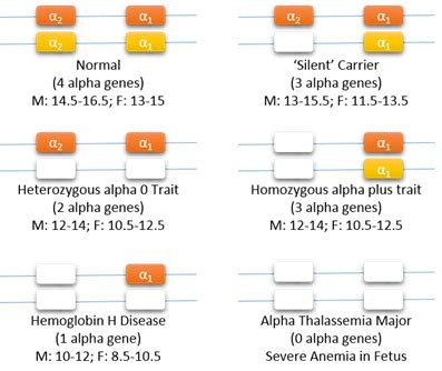 Focus on Alpha Thalassemia | Northern California Comprehensive ...