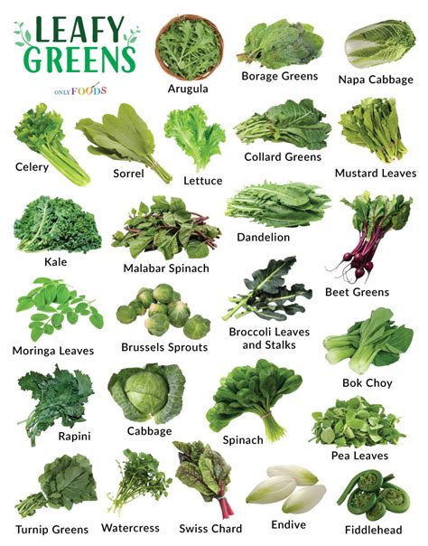 Types of Leafy Green Vegetables - List With Pictures