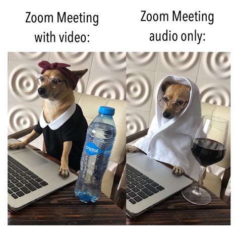 Zoom Meeting Animals Meme