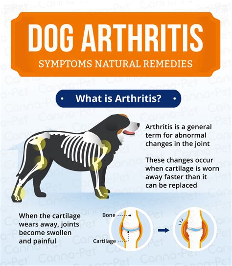 Arthritis In Dogs