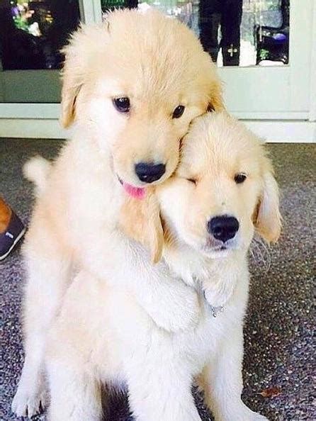 These Golden Retriever Puppies are hugging each other. : r/aww