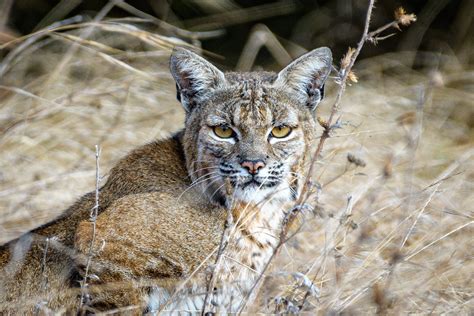 Wildlife in the Great Smoky Mountains – 4 and a half Street Inn