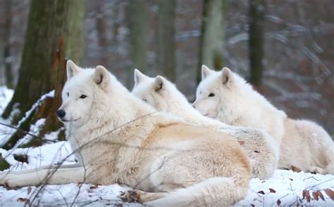 Beautiful Footage Of Arctic Wolfpack Howling