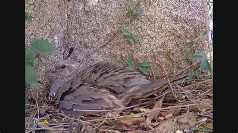 Gambel's Quail eggs hatching | After watching this nest for … | Flickr