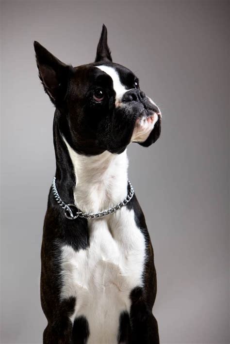 The Curious Case Of The Black Boxer Dog (Or Is It?) | Boxer Dog Diaries