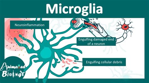 Microglia | Microglia in brain function and disease | USMLE step 1 ...