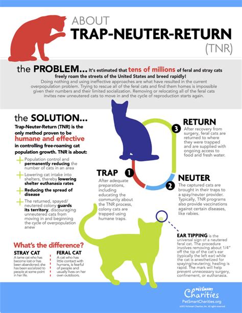 What is Trap, Neuter, Return (TNR) – Forgotten Felines Huntsville