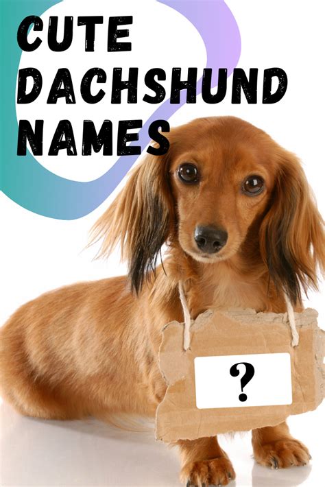 Top Unique Dachshund Names *2024*- Dachshund Station | Cute puppy names ...