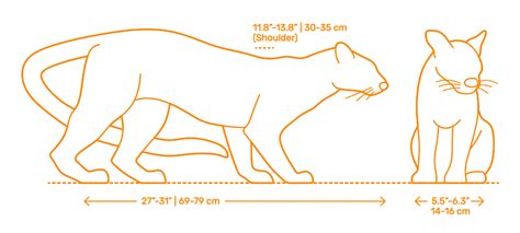 Fossa (Cryptoprocta ferox) Dimensions & Drawings | Dimensions.com