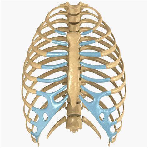 human rib cage 3d model