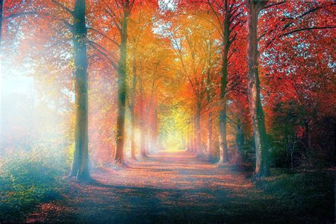 Misty Autumn Forest Wallpapers - Wallpaper Cave