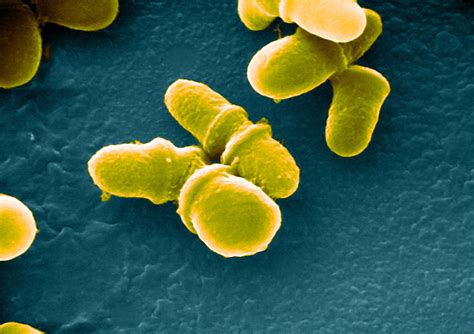 Scrubbing Your House Of Bacteria Could Clear The Way For Fungus | NCPR News