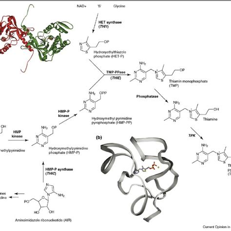 Enzyme cofactor functions of the different water-soluble vitamins found ...