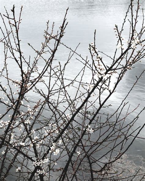 White Winter Flower Next To a Lake Stock Image - Image of water ...