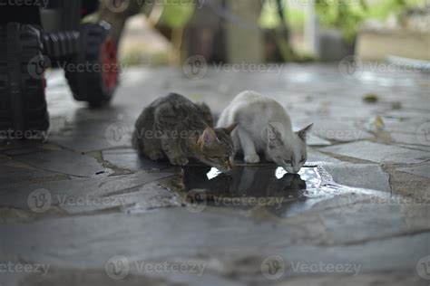 two kittens drinking water on the floor 8119536 Stock Photo at Vecteezy