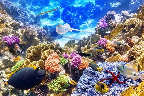 Coral Reef 4K Wallpapers - Top Free Coral Reef 4K Backgrounds ...