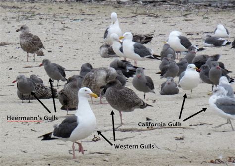 Gull ID Tips, Plus a Hybrid Gull (as if gull identification could ...