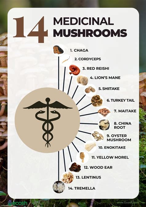 Top 10 benefits of mushrooms ideas and inspiration