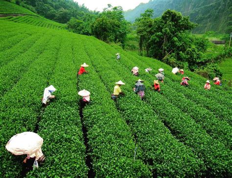 Explore Darjeeling Tea Gardens – Elgin Hotels & Resorts | Luxury ...