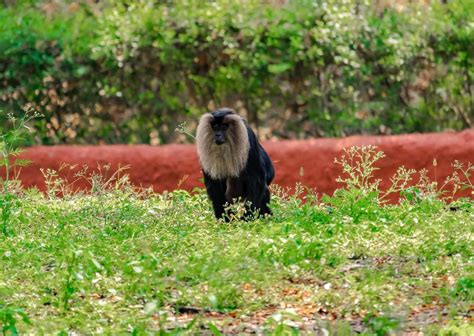 Monkey Walking Stock Photos, Images and Backgrounds for Free Download