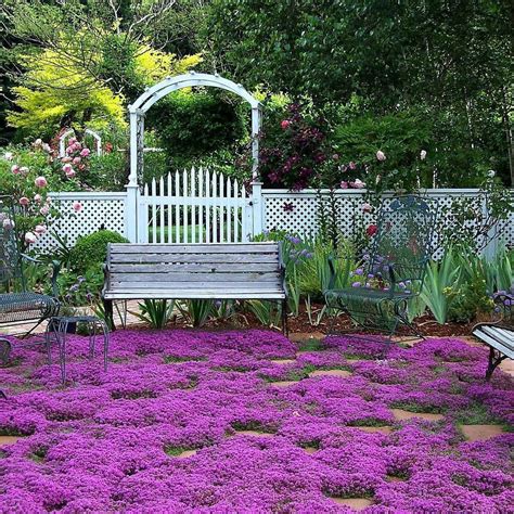 Creeping Thyme - Fragrant Groundcover | Ground cover plants, Ground ...