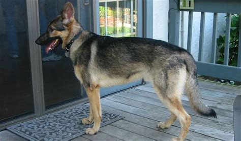 The Ultimate German Sheprador Guide: Traits, Care, and More