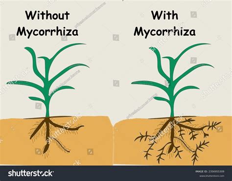 Mycorrhizae Diagram