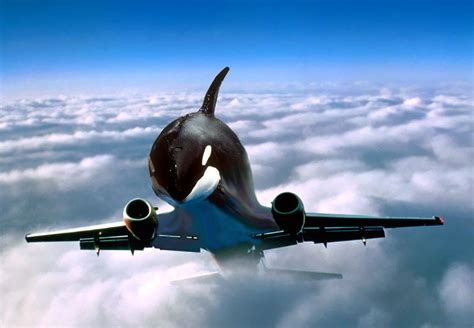 Orca Plane by boeingboeing2 on DeviantArt