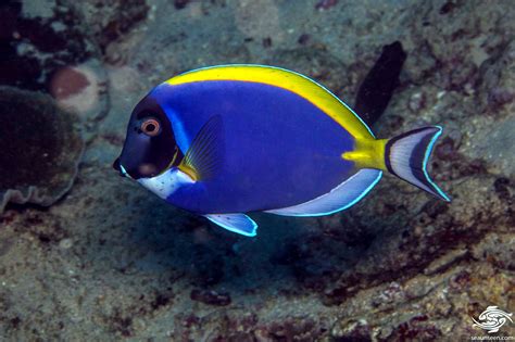 Powder Blue Surgeonfish-Facts and Photographs | Seaunseen