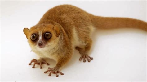 Creature Clip: Rufous Mouse Lemur | RARE: Creatures of the Photo Ark ...