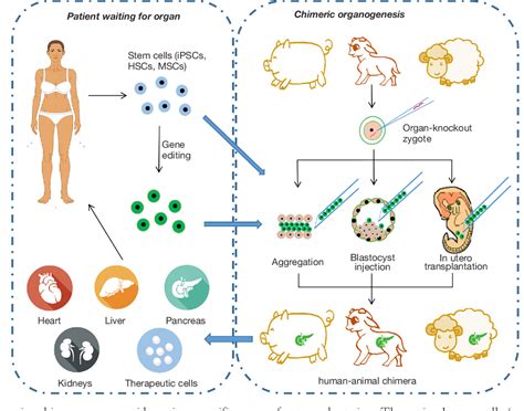 Figure 1 from Human-animal chimeras for autologous organ ...