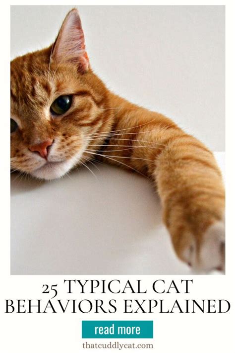 25 Typical Cat Behaviors Explained - That Cuddly Cat