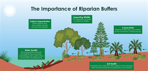 How Do Riparian Buffers Protect the Environment? - Musim Mas