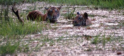 Terai wildlife - Tiger Safari India Blog Terai wildlife- Blog on Terai ...