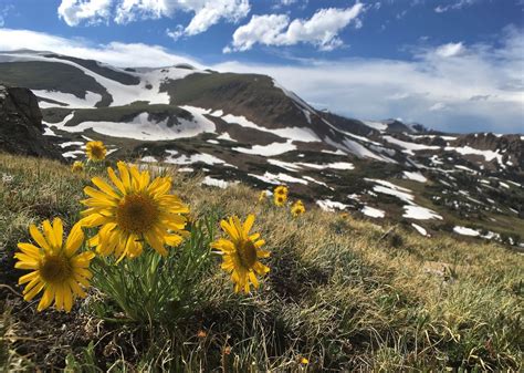 Alpine Wildflowers: A Gentle Whisper in the Mountains - BioLogos