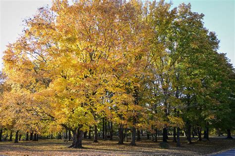 Late October | Shawnee national forest, Fall colors, State parks