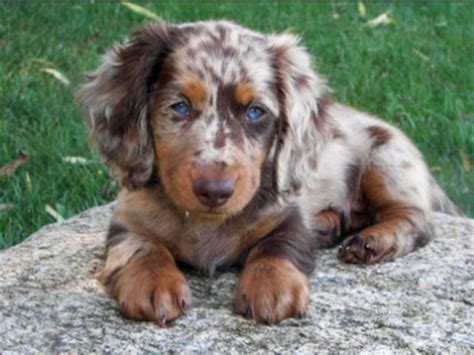 I want a female Dachshund exactly, or very similar to this one ...