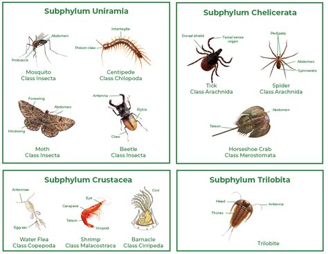 Phylum Arthropoda - Characteristics, Classification and Examples