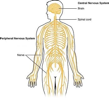 Nervous Tissue Lesson for Kids | Study.com