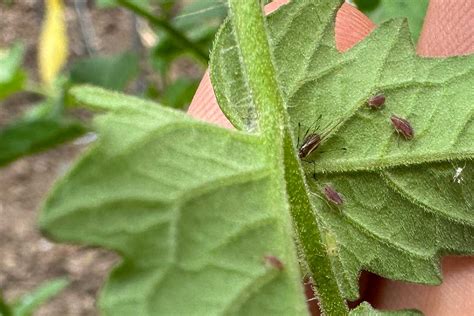 Aphids On Tomato Plants (Treatment and Prevention) - Geeky Greenhouse