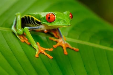 Arboreal animals | BBC Earth