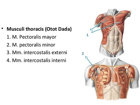 Anatomi musculuskeletal