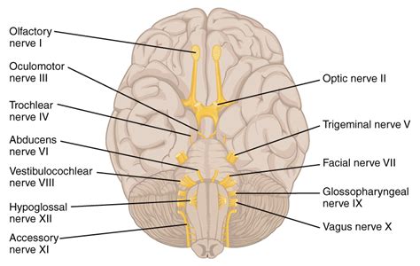 The Trochlear Nerve (CN IV) | Cranial Nerves | Anatomy | Geeky Medics