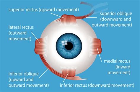 Intrinsic Eye Muscles