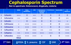 Therapy- Cephalosporins Flashcards | Quizlet